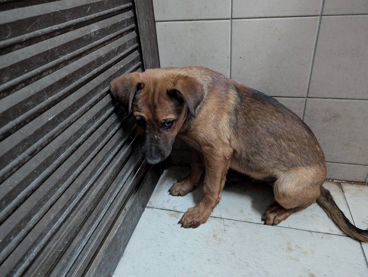 Tan adult male mixed-breed dog, Medium, shelter no. …2510