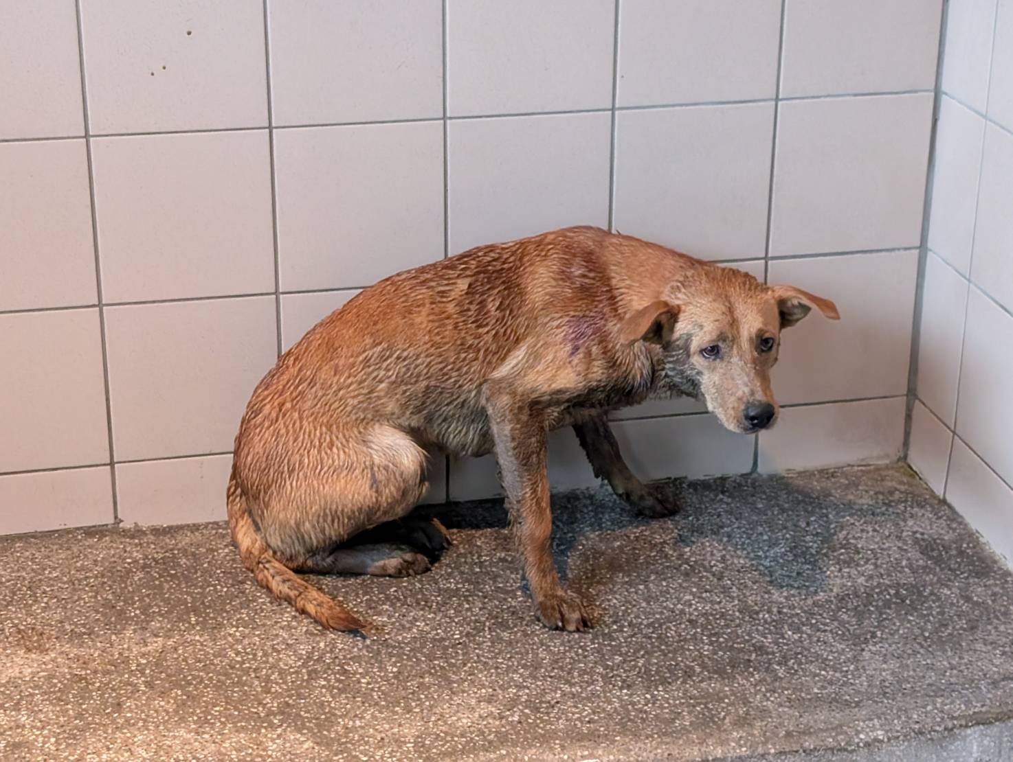 Photo of No. LAABG114021207, Adult · Male · Large · Mixed breed