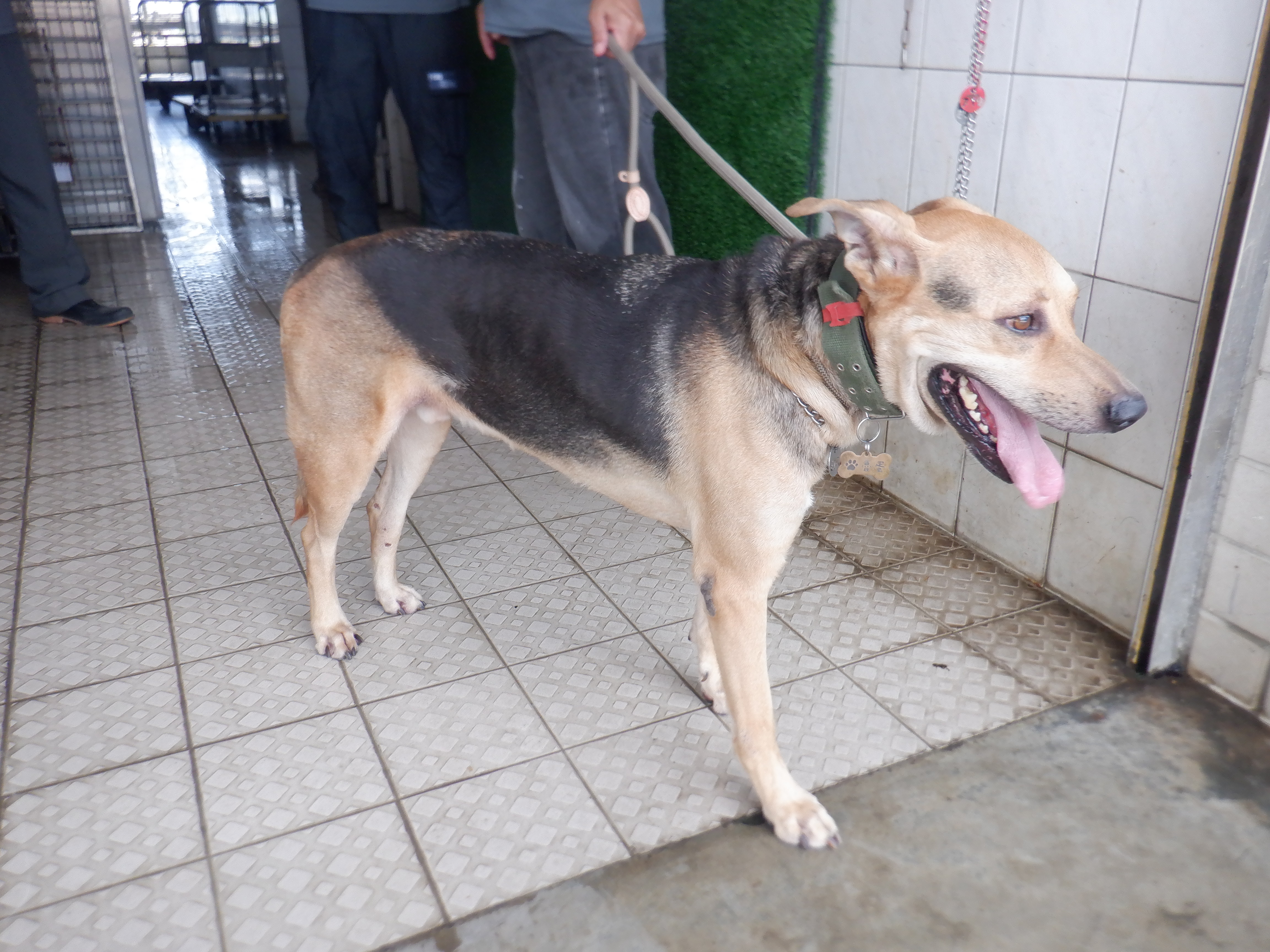 Photo of No. HAAAG1140916743, Adult · Male · Medium · Mixed breed