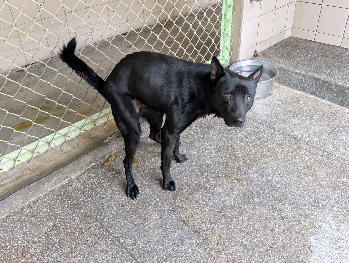 Photo of No. LAABG114043004, Adult · Male · Large · Mixed breed