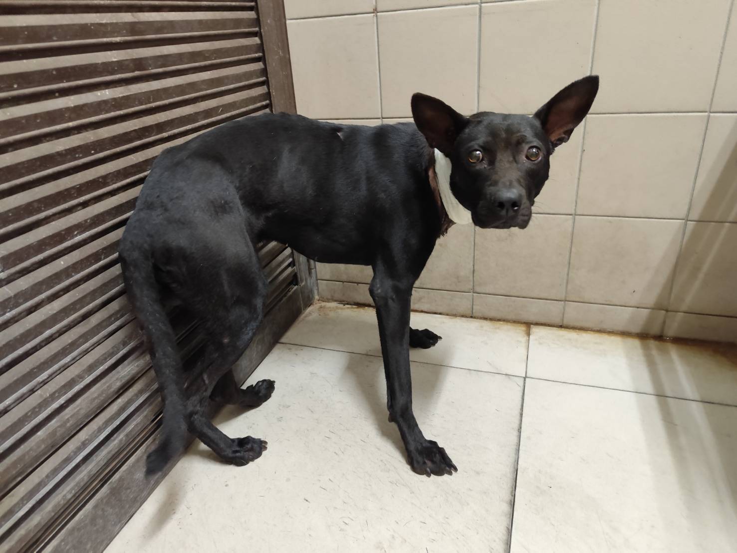 Photo of No. LAABG114050901, Adult · Male · Large · Mixed breed