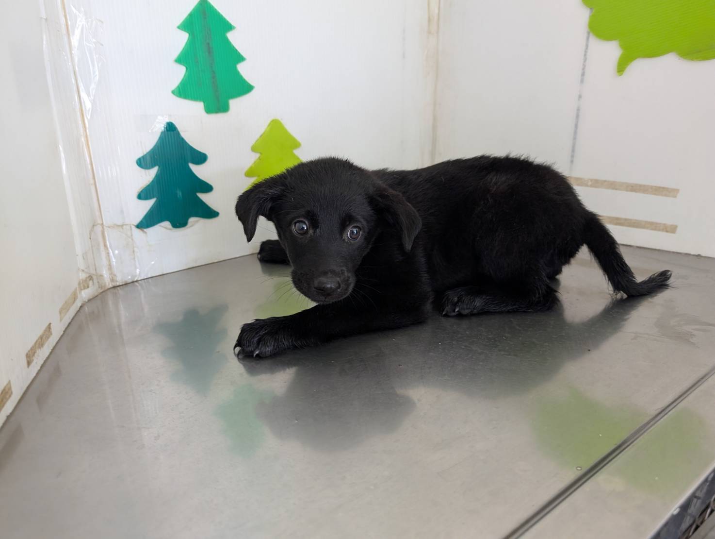Black adult male mixed-breed dog, Large, shelter no. …2608
