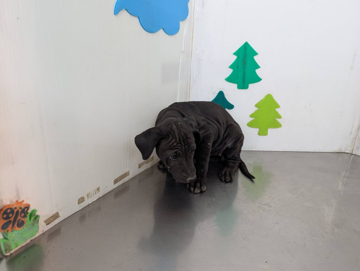 Black adult female mixed-breed dog, Large, shelter no. …1104
