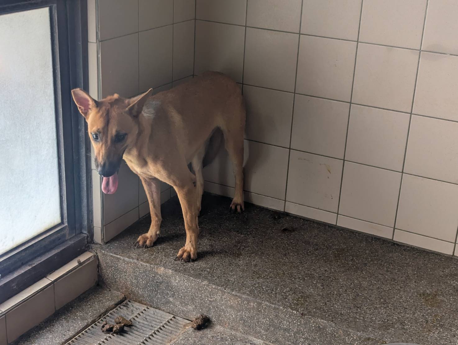 Photo of No. LAABG114091513, Adult · Female · Large · Mixed breed