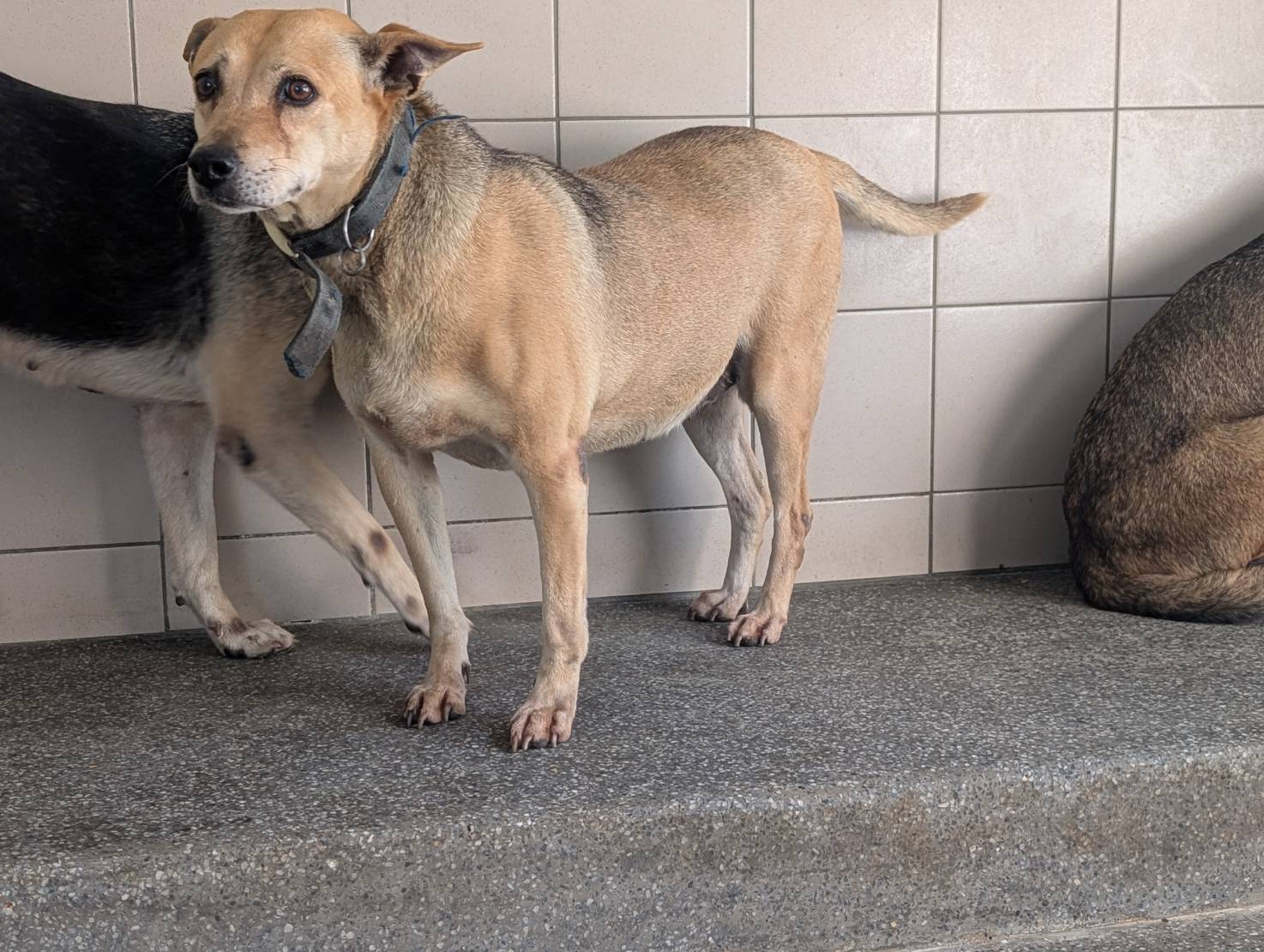 Tan adult female mixed-breed dog, Large, shelter no. …1703