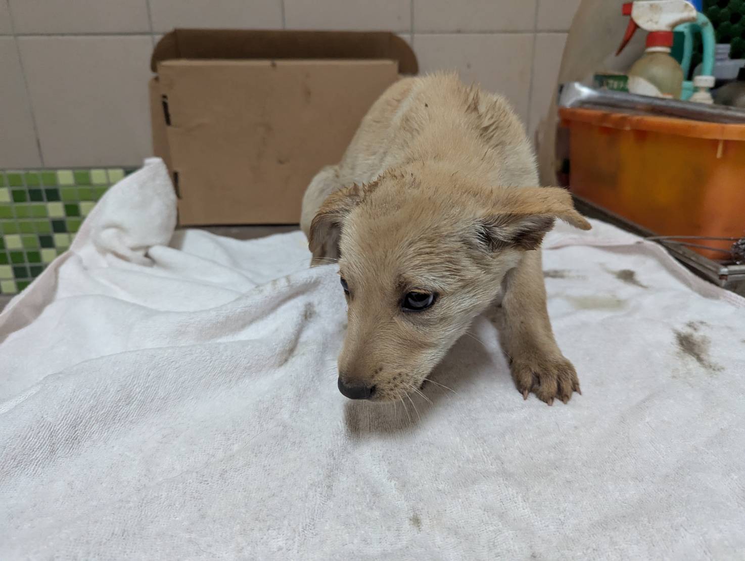 Photo of No. LAABG114020506, Adult · Female · Large · Mixed breed