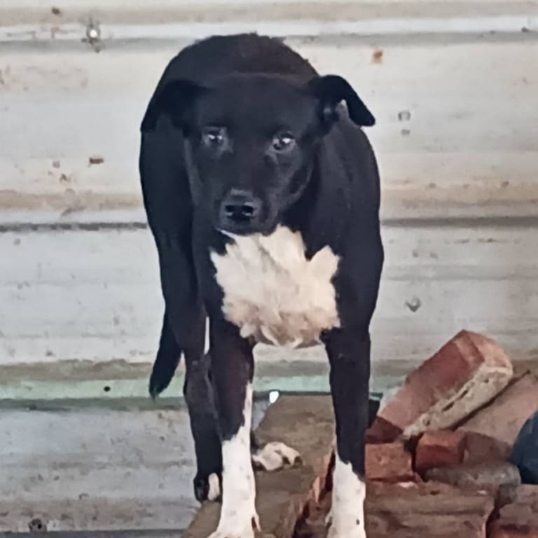 Photo of No. 111-A021D, Adult · Female · Large · Mixed breed