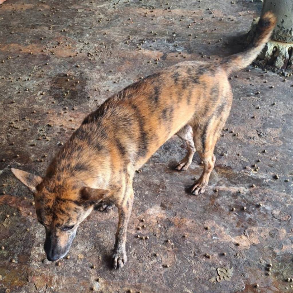 Photo of No. 113-H017D, Adult · Female · Medium · Mixed breed