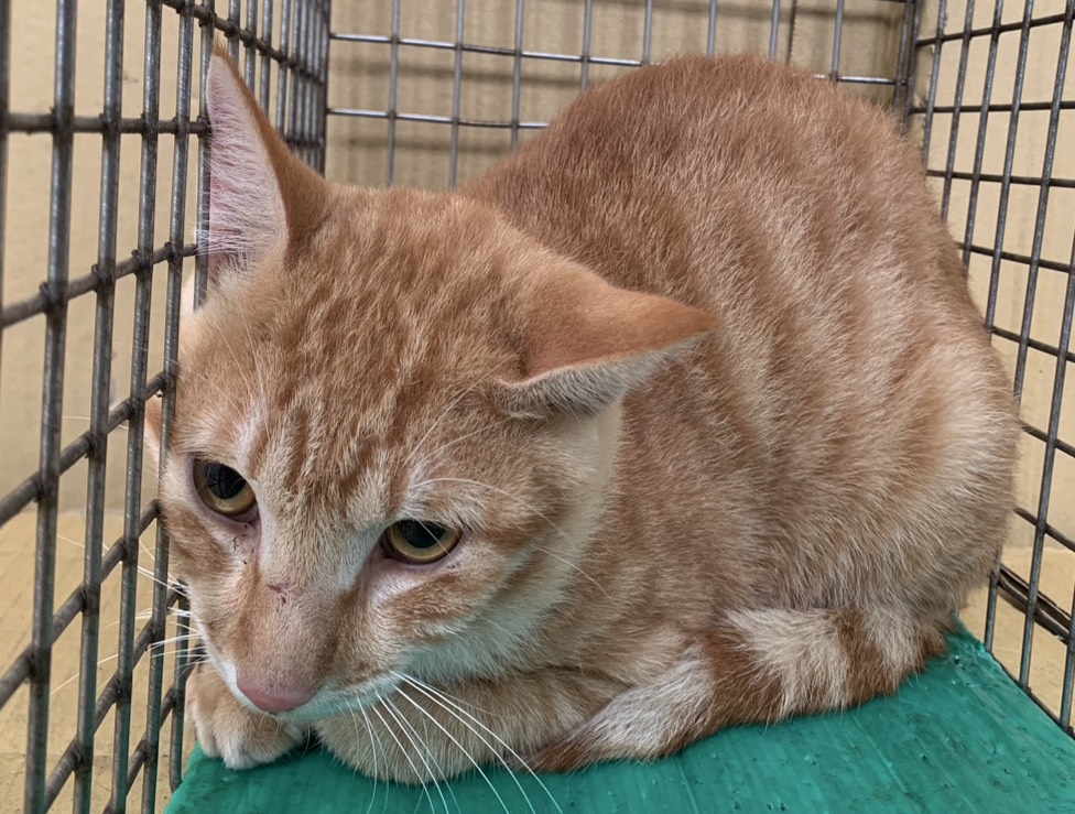 Photo of No. VAAAG114091801, Adult · Male · Small · Mixed breed