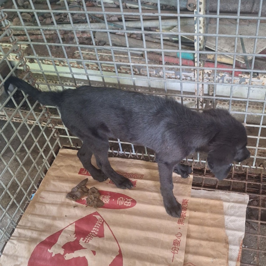 Black adult male mixed-breed dog, Large, shelter no. …035D