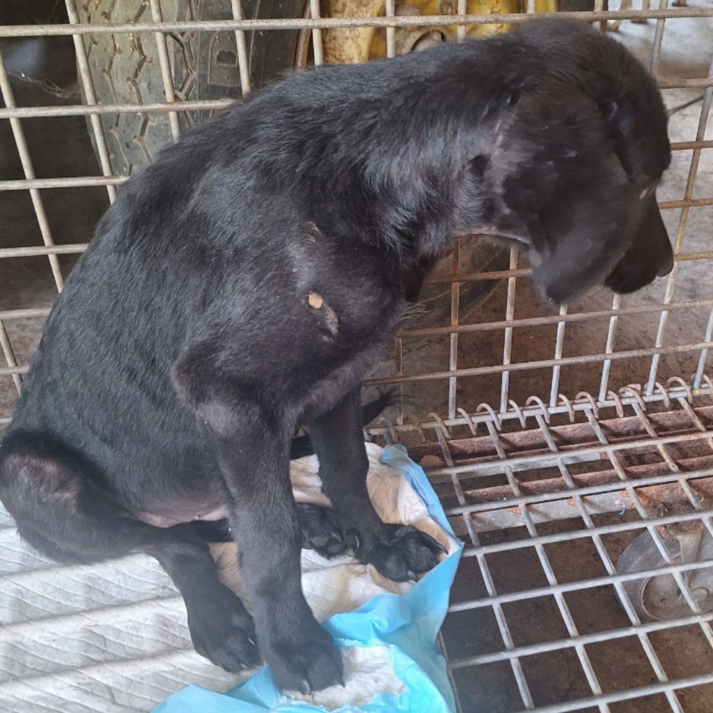 Photo of No. 114-H036D, Adult · Male · Large · Mixed breed