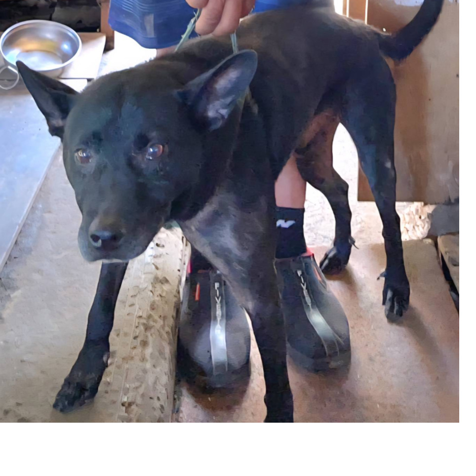 Photo of No. AAAIG1140918005, Adult · Male · Medium · Mixed breed