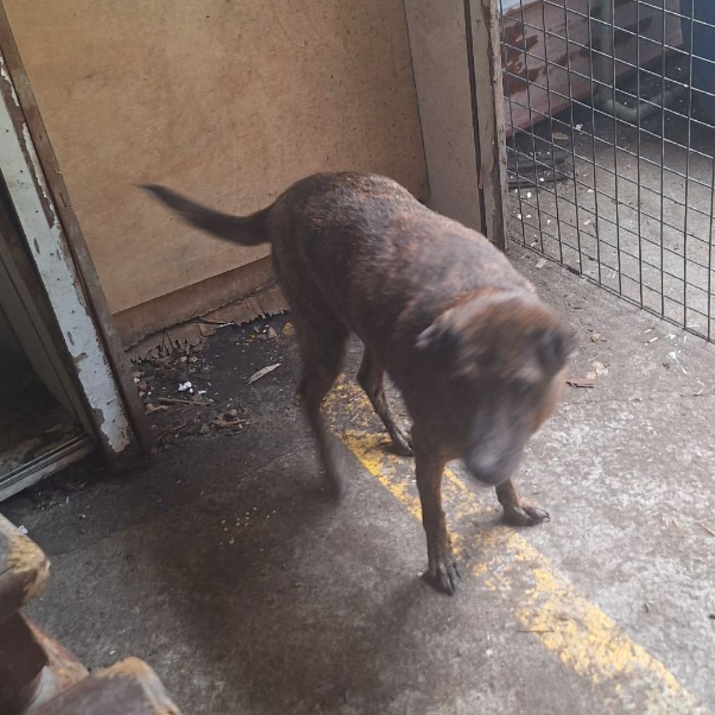 Photo of No. 110-H095D, Adult · Female · Large · Mixed breed