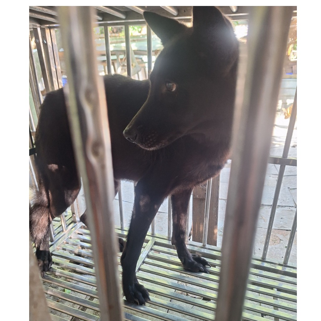 Photo of No. 108-H111D, Adult · Male · Large · Mixed breed