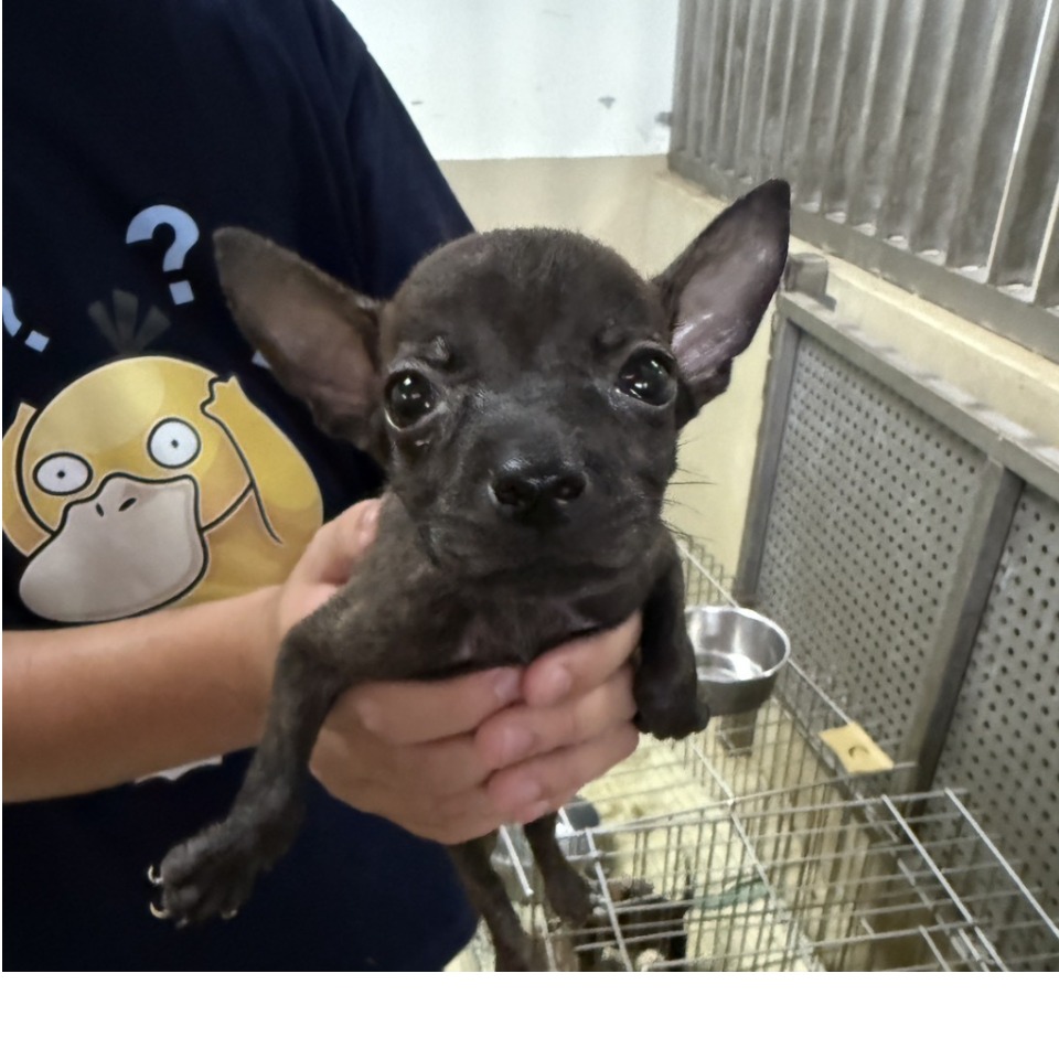 Photo of No. TAAAG1140922002, Young · Male · Small · Mixed breed