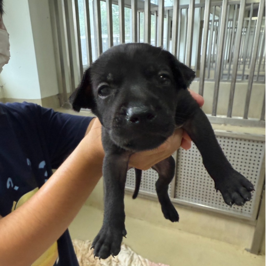 Black young female mixed-breed dog, Small, shelter no. …2010