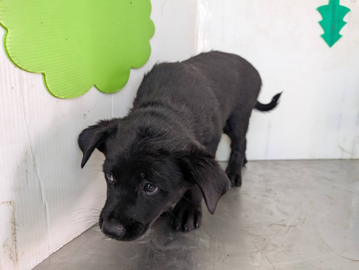 Photo of No. LAABG114032704, Adult · Female · Large · Mixed breed