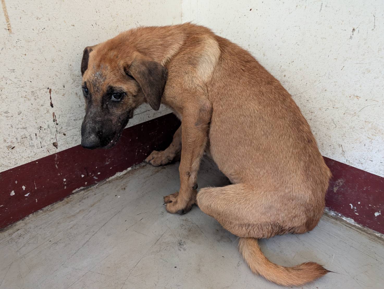 Photo of No. LAABG114090104, Adult · Female · Large · Mixed breed