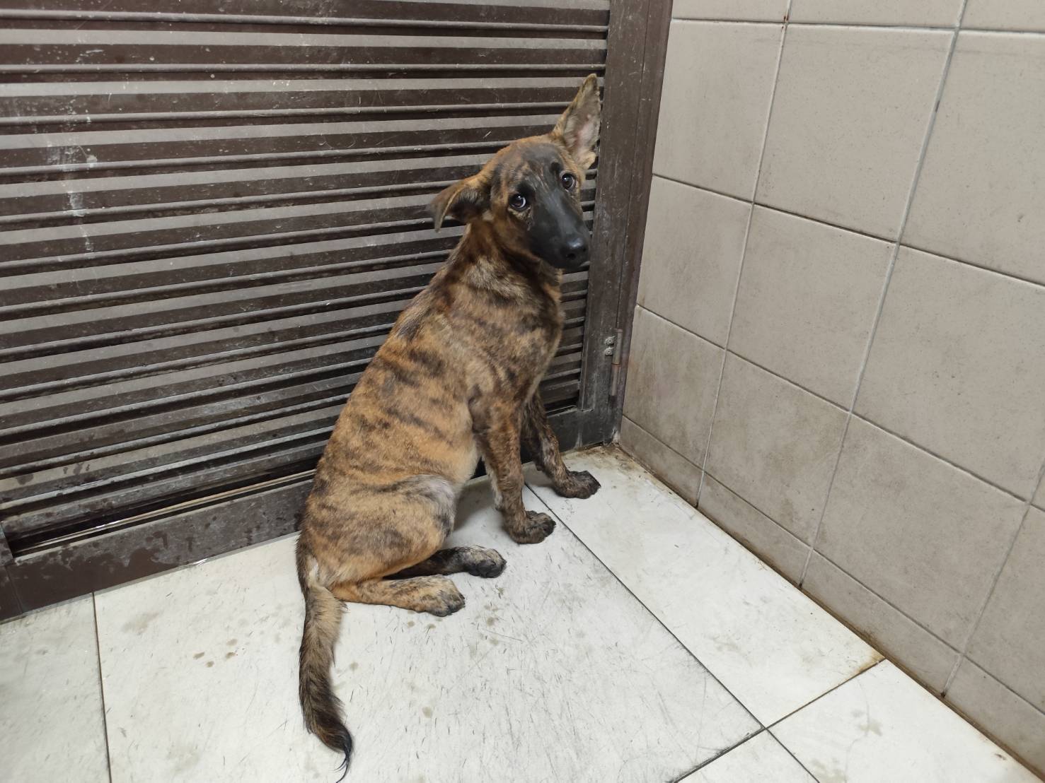 Photo of No. LAABG114090909, Adult · Female · Large · Mixed breed