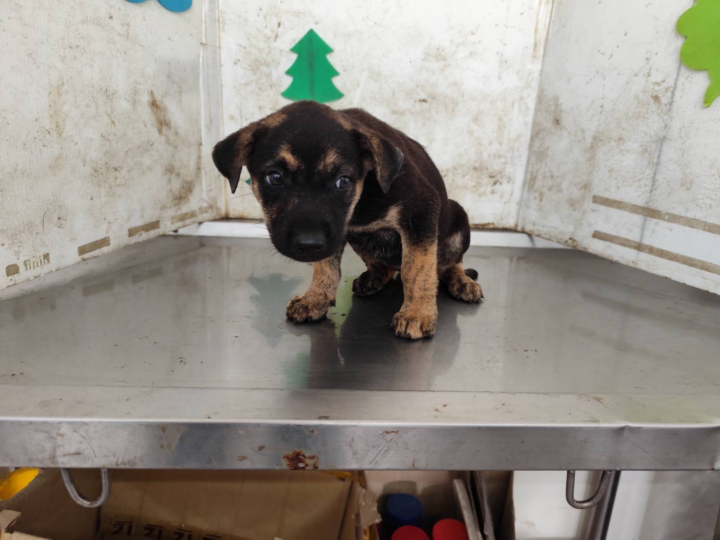 Photo of No. LAABG114081407, Adult · Female · Large · Mixed breed