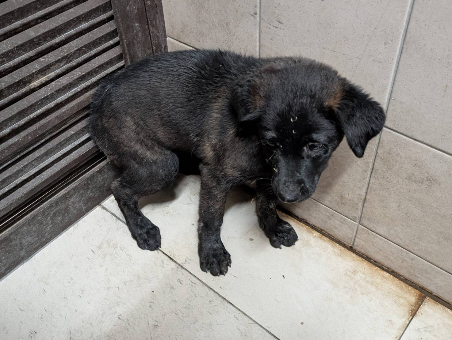 Photo of No. LAABG114052002, Adult · Male · Large · Mixed breed