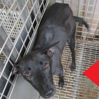 Photo of No. LAABG111041101, Adult · Female · Large · Mixed breed