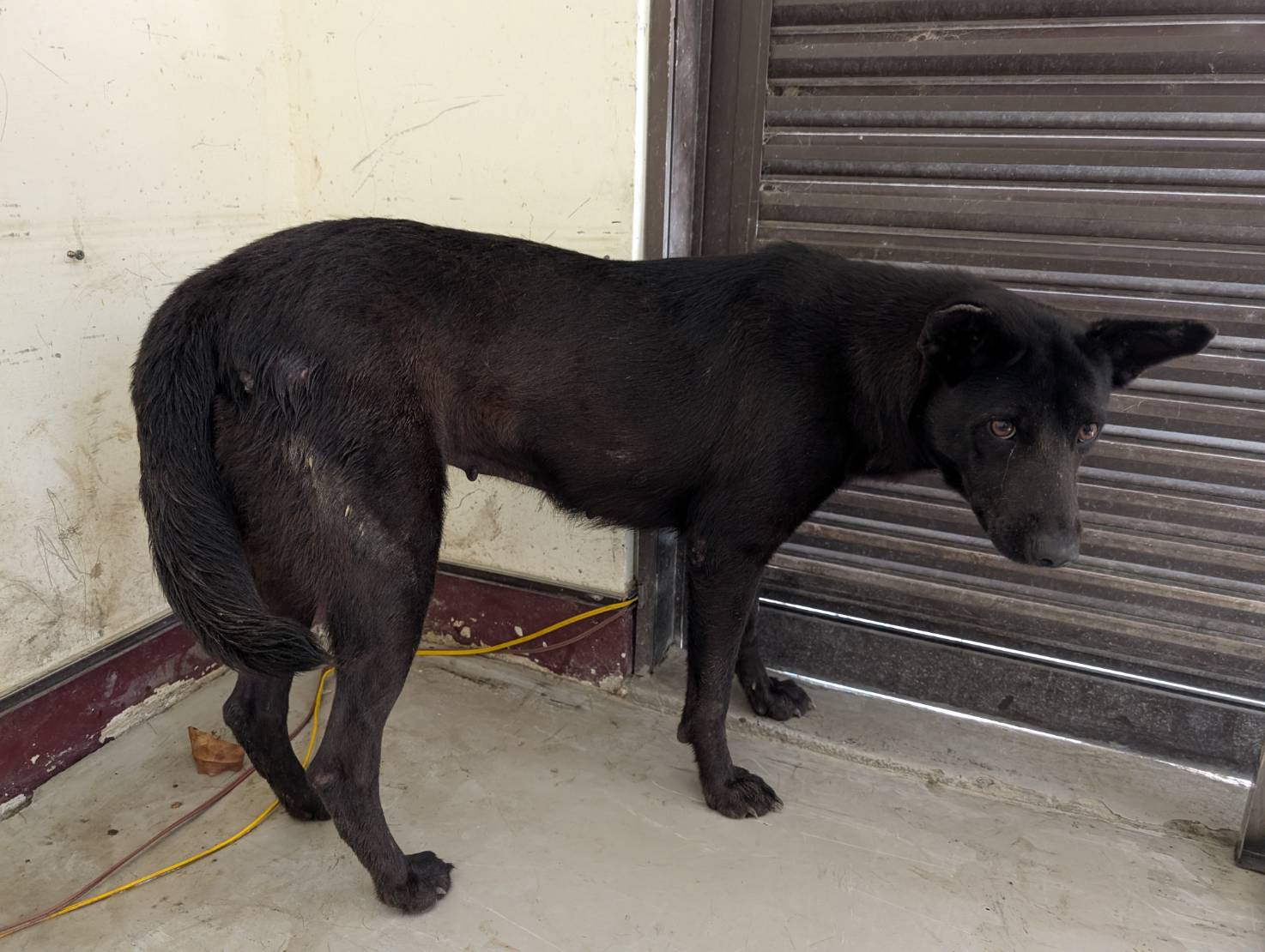 Photo of No. LAABG114080606, Adult · Female · Large · Mixed breed