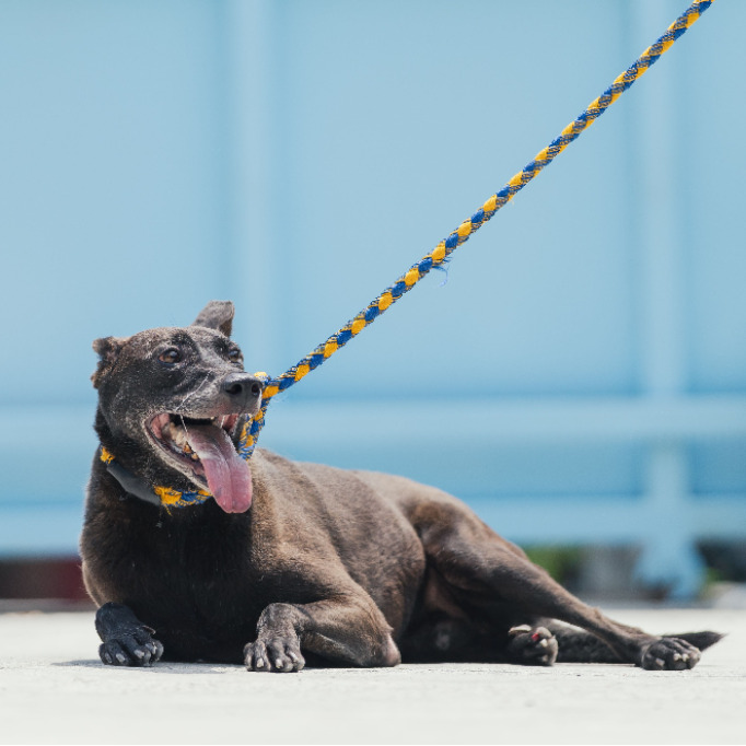 Black adult female mixed-breed dog, Small, shelter no. …1005