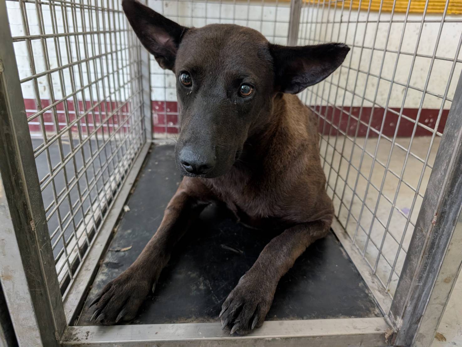 Photo of No. LAABG114073017, Adult · Female · Large · Mixed breed