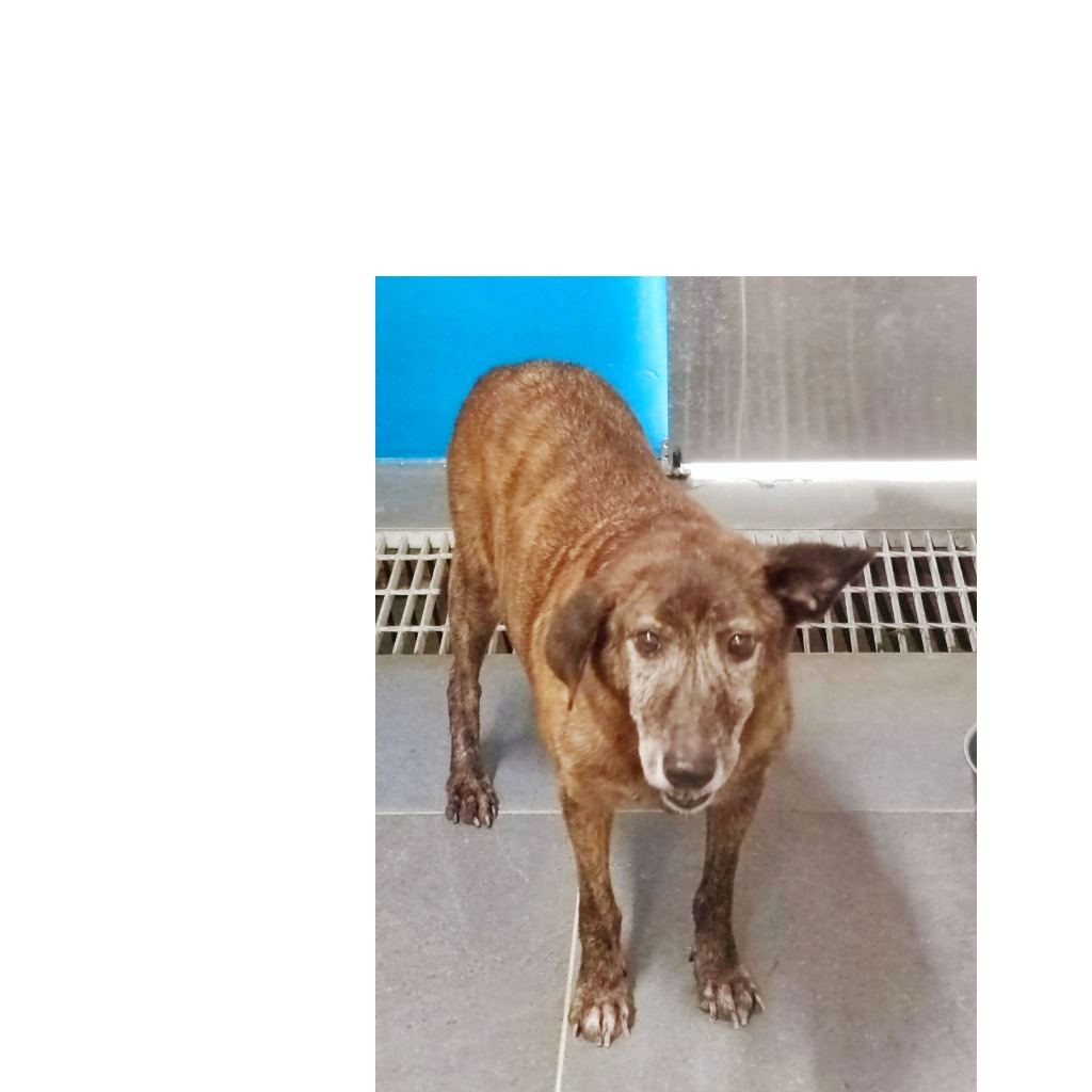 Photo of No. AAAEG103080702, Adult · Male · Medium · Mixed breed