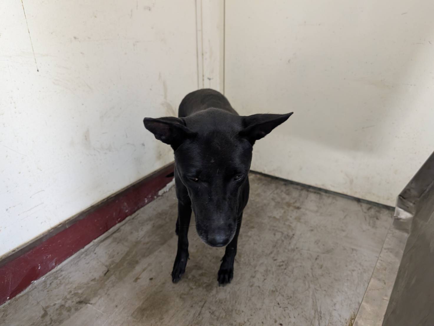 Photo of No. LAABG114081216, Adult · Female · Large · Mixed breed