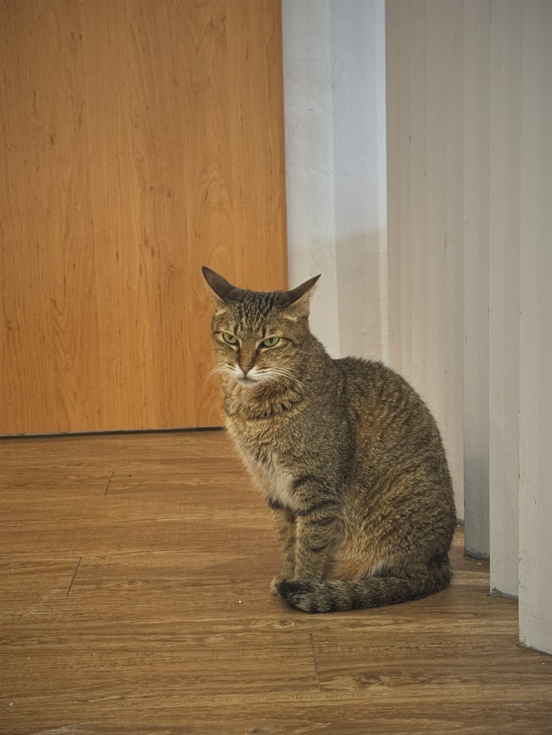 Tabby adult female mixed-breed cat, Small, shelter no. …6001