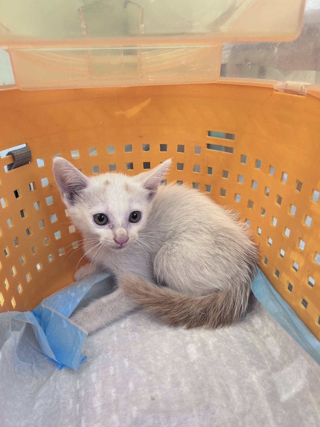 Photo of No. AAAIG1140926003, Young · Male · Small · Mixed breed