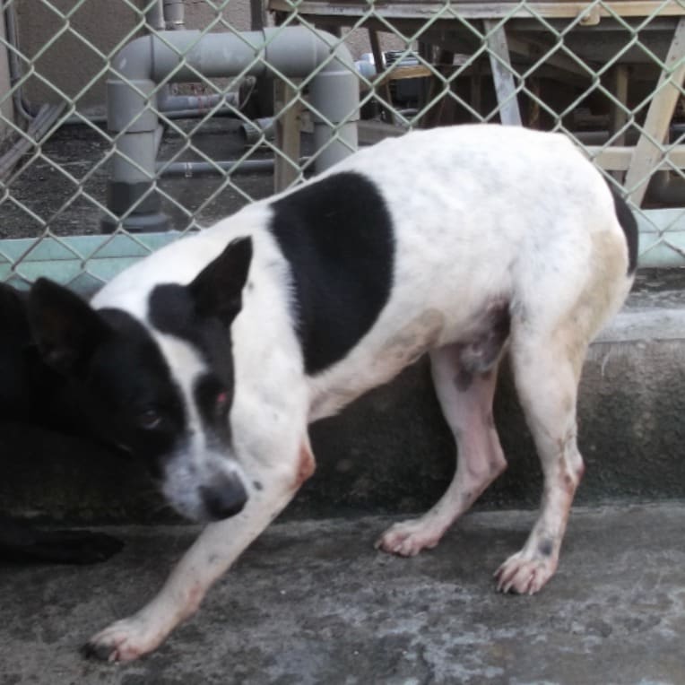 Photo of No. LAABG112091803, Adult · Male · Large · Mixed breed
