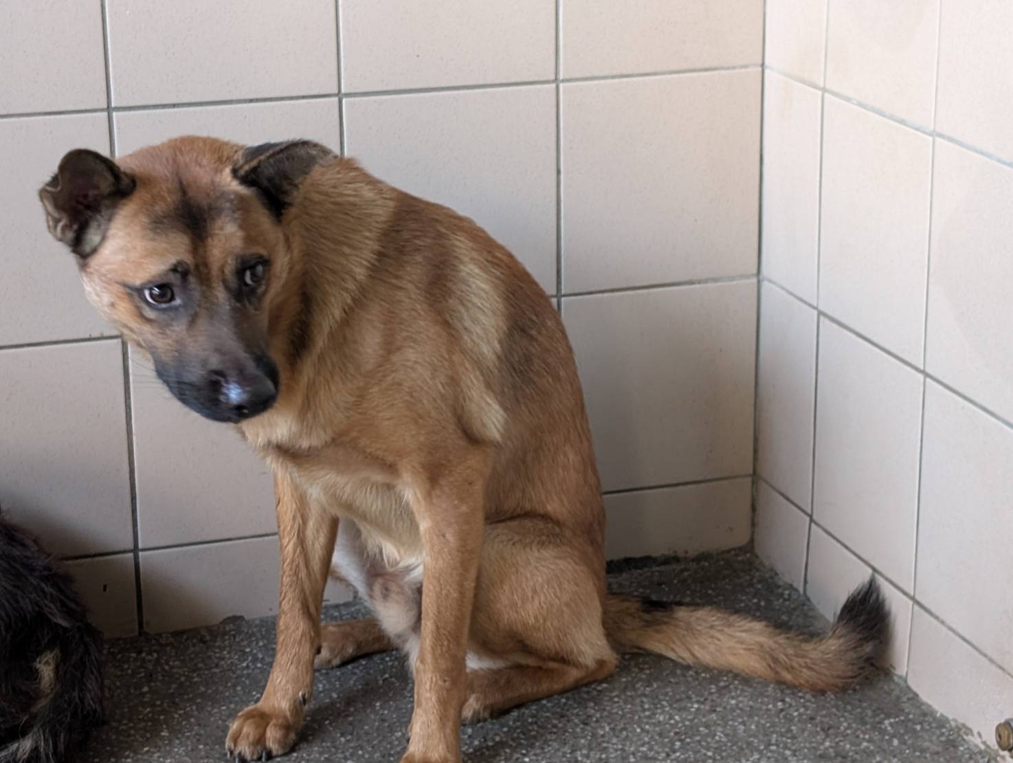 Photo of No. LAABG114092401, Adult · Male · Large · Mixed breed