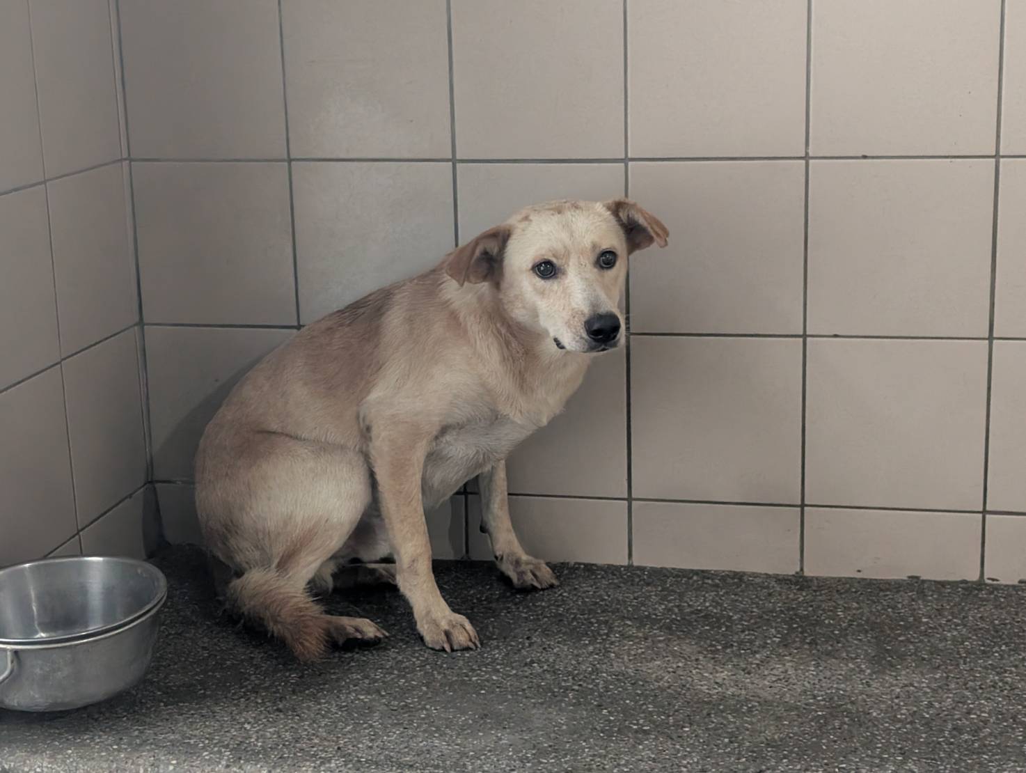 Photo of No. LAABG114092308, Adult · Male · Large · Mixed breed