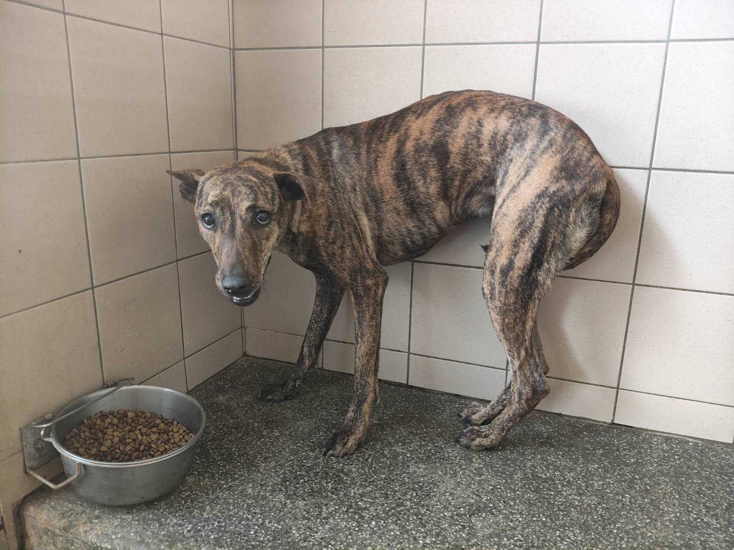 Photo of No. LAABG114091202, Adult · Female · Large · Mixed breed