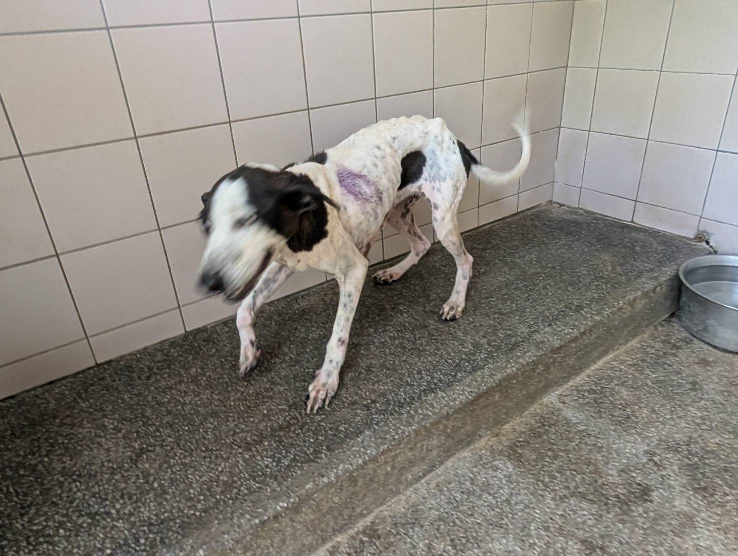 Photo of No. LAABG114091008, Adult · Female · Large · Mixed breed