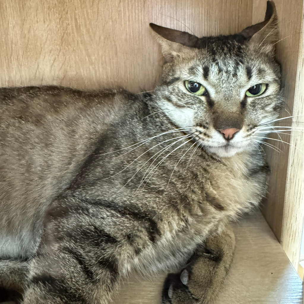 Photo of No. AAAIG1140619003, Adult · Male · Medium · Mixed breed