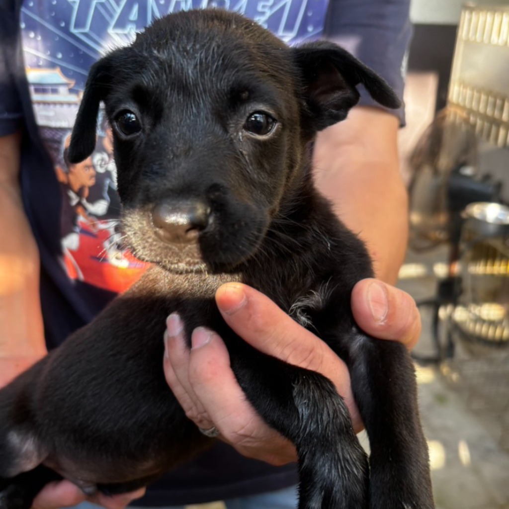 Photo of No. AAAHG1140915011, Young · Male · Medium · Mixed breed