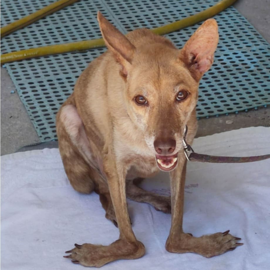 Photo of No. AAAEG1091230004, Adult · Female · Medium · Mixed breed