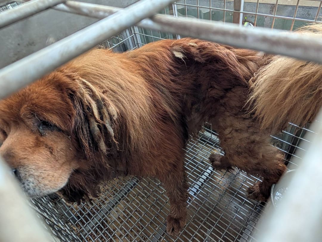 Tan adult male Tibetan Mastiff, Large, shelter no. …3105