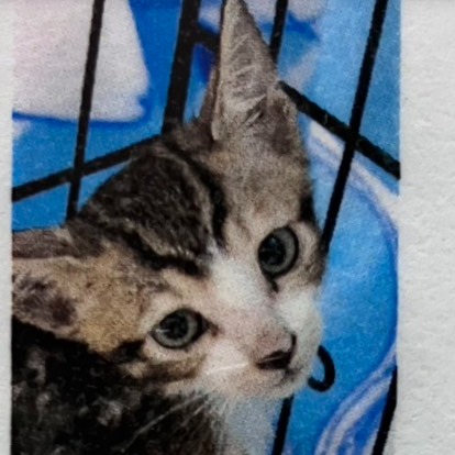 Photo of No. AAACG1140930004, Young · Male · Medium · Mixed breed