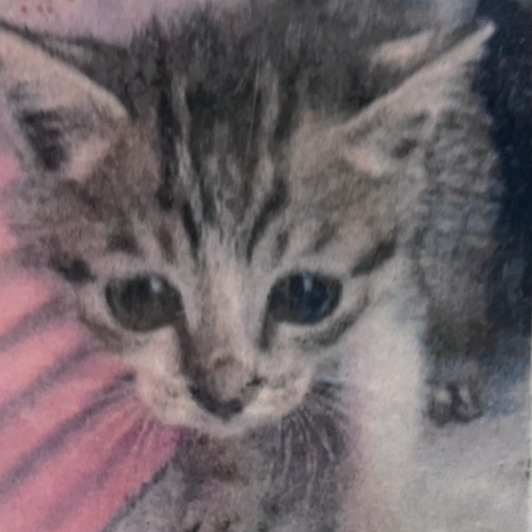 Photo of No. AAACG1140930007, Young · Male · Medium · Mixed breed