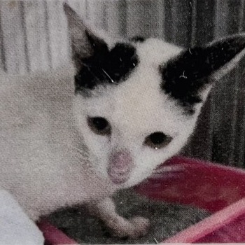 Photo of No. AAACG1140930008, Adult · Female · Large · Mixed breed