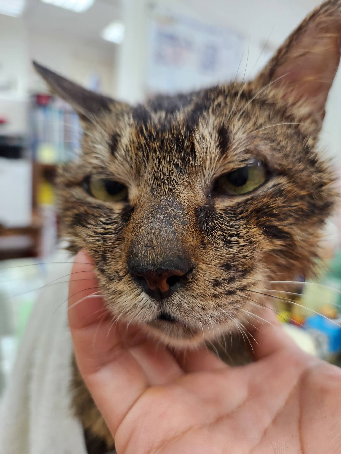 Photo of No. AAAJG1140930001, Adult · Male · Medium · Mixed breed
