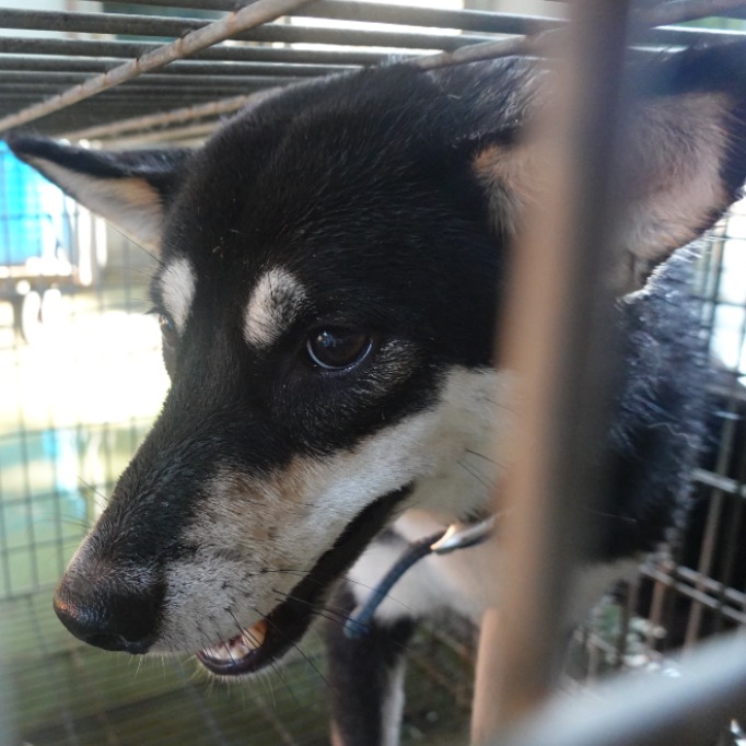 Photo of No. W140930-06, Adult · Female · Medium · Shiba Inu
