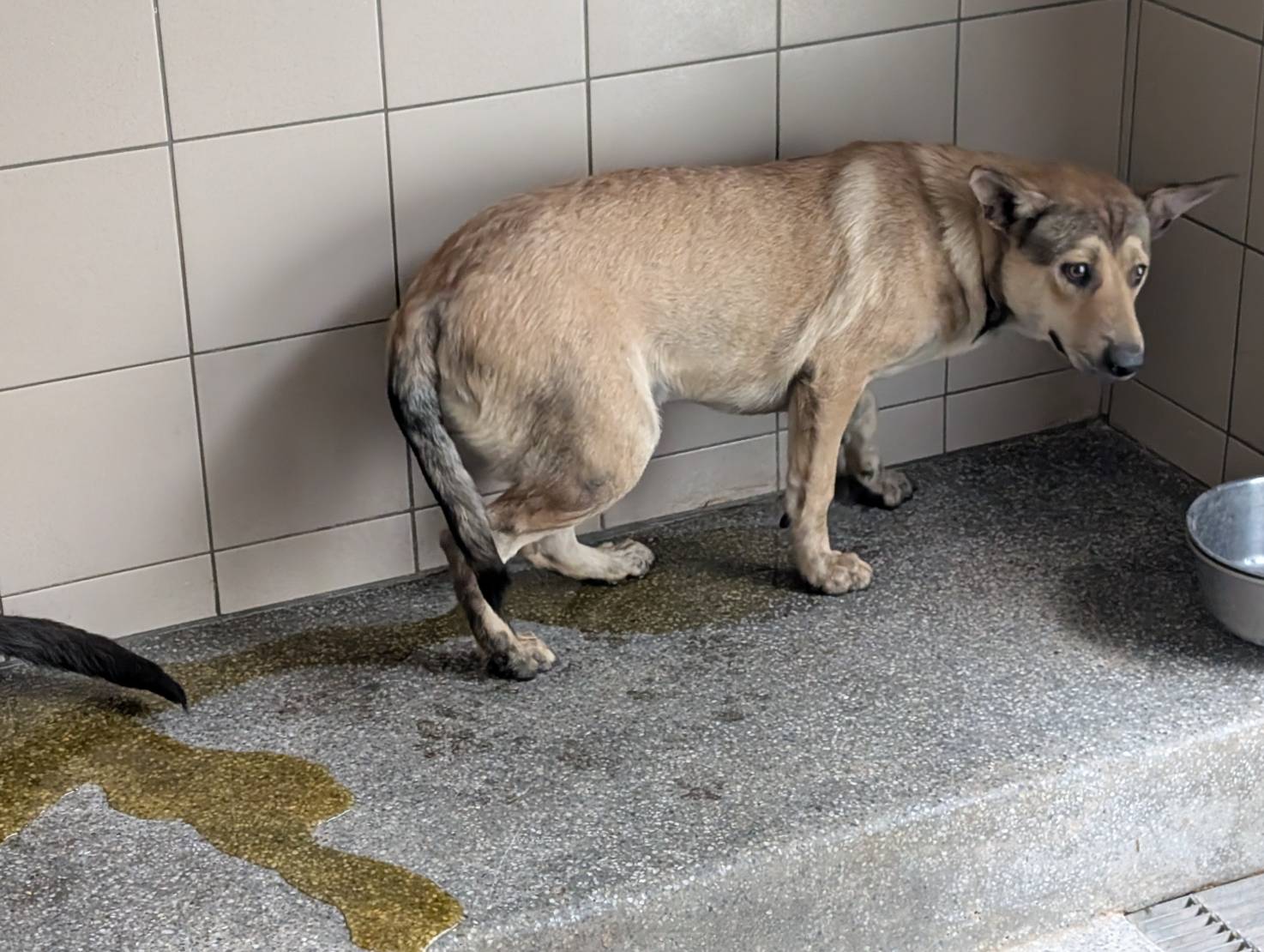 Photo of No. LAABG114093001, Adult · Female · Large · Mixed breed