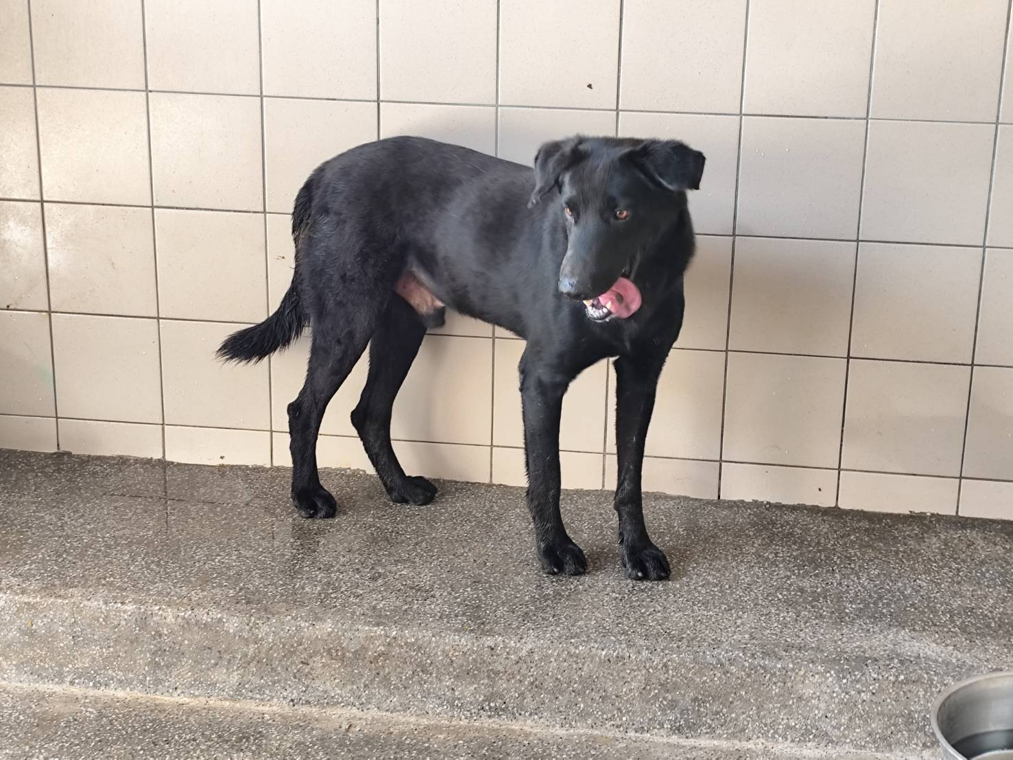Photo of No. LAABG114092701, Adult · Male · Large · Mixed breed