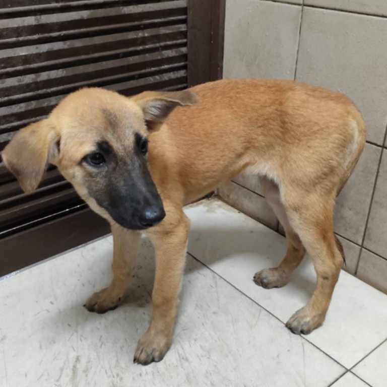 Photo of No. LAABG114081415, Adult · Female · Large · Mixed breed